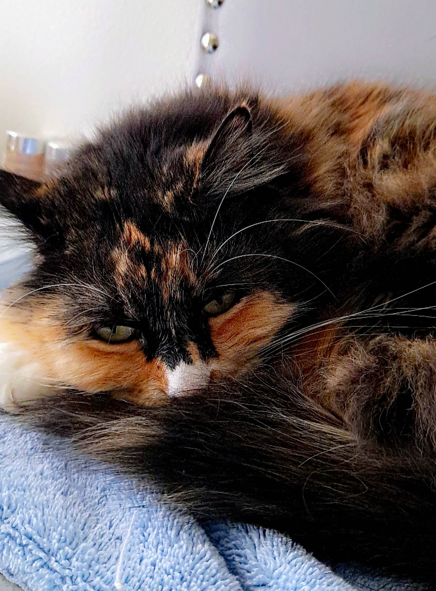 Callie joined the competition — help win amazing prizes! carnivore, cat, claw, comfort, domestic_short_haired_cat, felidae, fur, nap, paw, sleep, small_to_medium_sized_cats, tail, whiskers