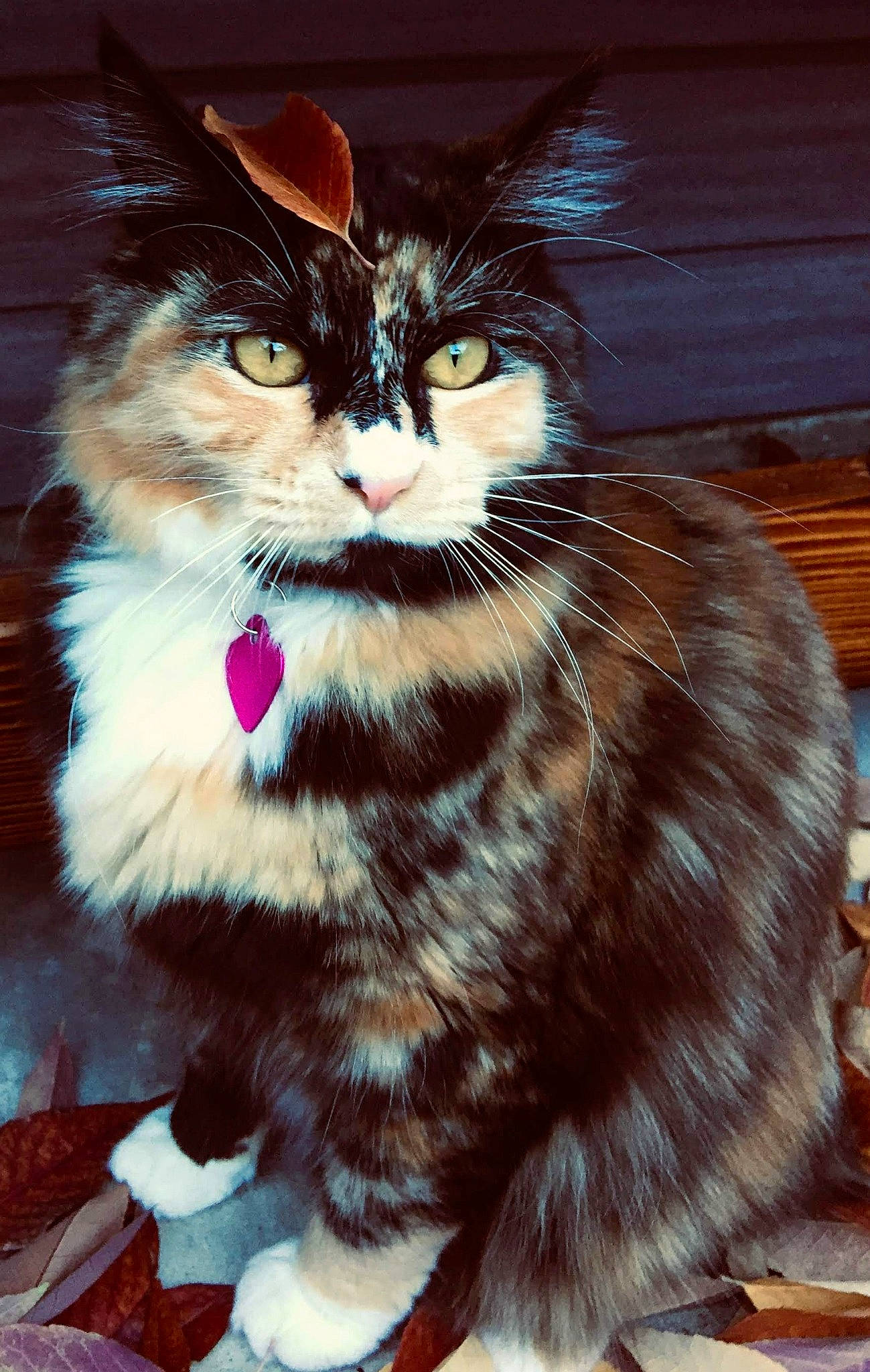 Callie is registered to the contest to win money with this photo: carnivore, cat, claw, domestic_short_haired_cat, felidae, fur, hardwood, holiday, paw, small_to_medium_sized_cats, snout, tail, whiskers, wood