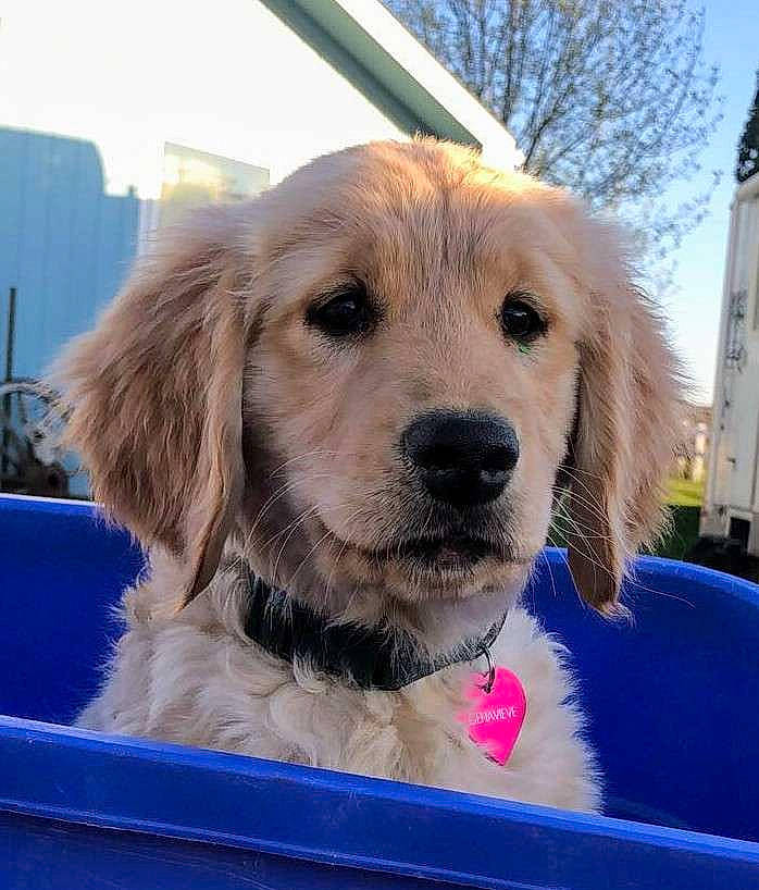 Jade is registered to the contest to win money with this photo: blue, canidae, carnivore, collar, companion_dog, dog, dog_breed, dog_collar, dog_supply, electric_blue, fawn, fur, pet_supply, plant, recreation, sky, snout, sporting_group, tree, whiskers