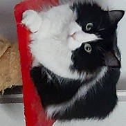 Câline a rejoint le concours — aidez-le/la à gagner de superbes lots ! black_cat, box, cardboard, carnivore, cat, cat_supply, claw, domestic_short_haired_cat, felidae, fur, mammal, paw, pet_supply, plastic_bag, small_to_medium_sized_cats, snout, tail, whiskers