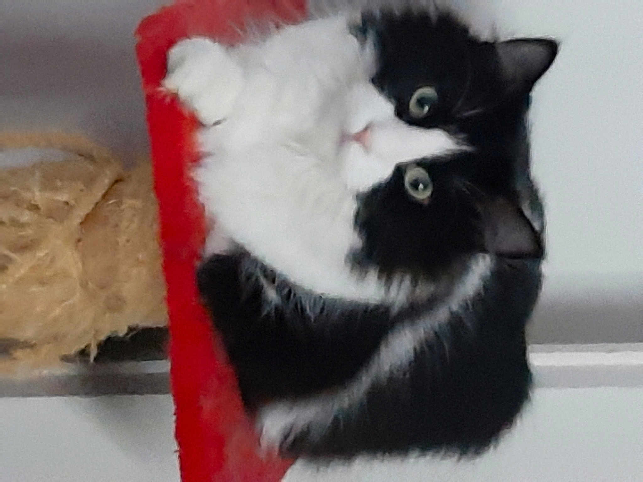 Câline a rejoint le concours — aidez-le/la à gagner de superbes lots ! black_cat, box, cardboard, carnivore, cat, cat_supply, claw, domestic_short_haired_cat, felidae, fur, mammal, paw, pet_supply, plastic_bag, small_to_medium_sized_cats, snout, tail, whiskers