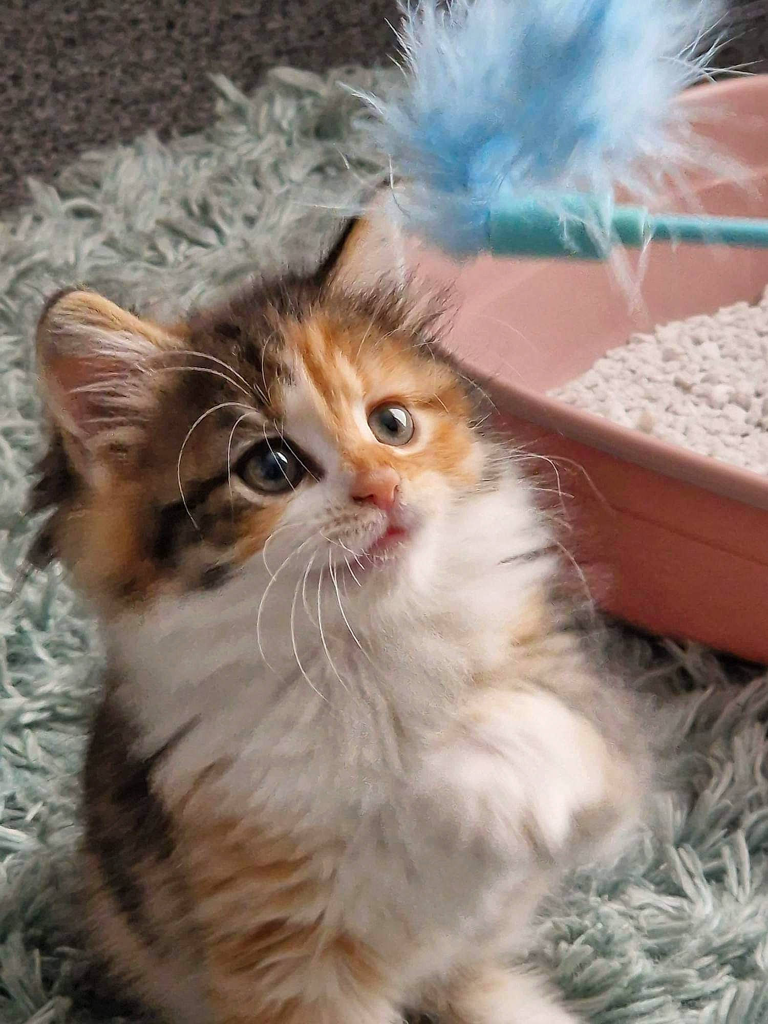 Amber is registered to the contest to win money with this photo: carnivore, cat, claw, domestic_short_haired_cat, fawn, felidae, fur, grass, paw, small_to_medium_sized_cats, snout, tail, terrestrial_animal, whiskers, window, wood