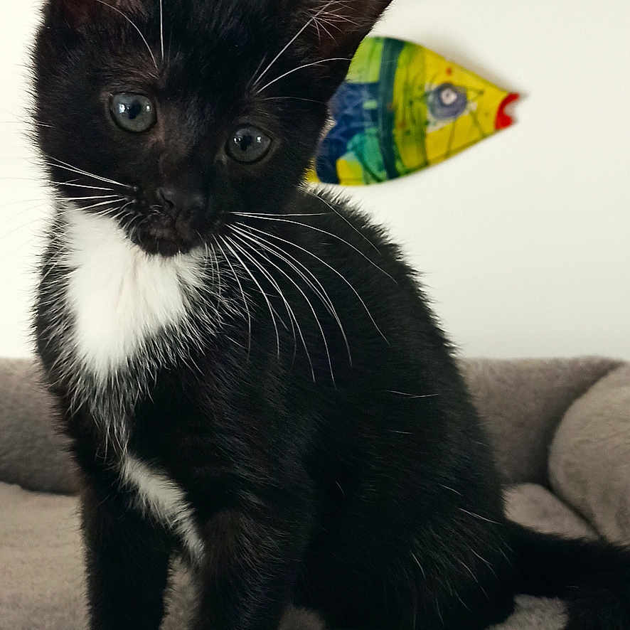 Aya a rejoint le concours — aidez-le/la à gagner de superbes lots ! animal, black_and_white, blanket, cat, curious, cute, domestic, ears, feline, fur, indoor, kitten, pet, playful, resting, small, soft, tail, whiskers, young