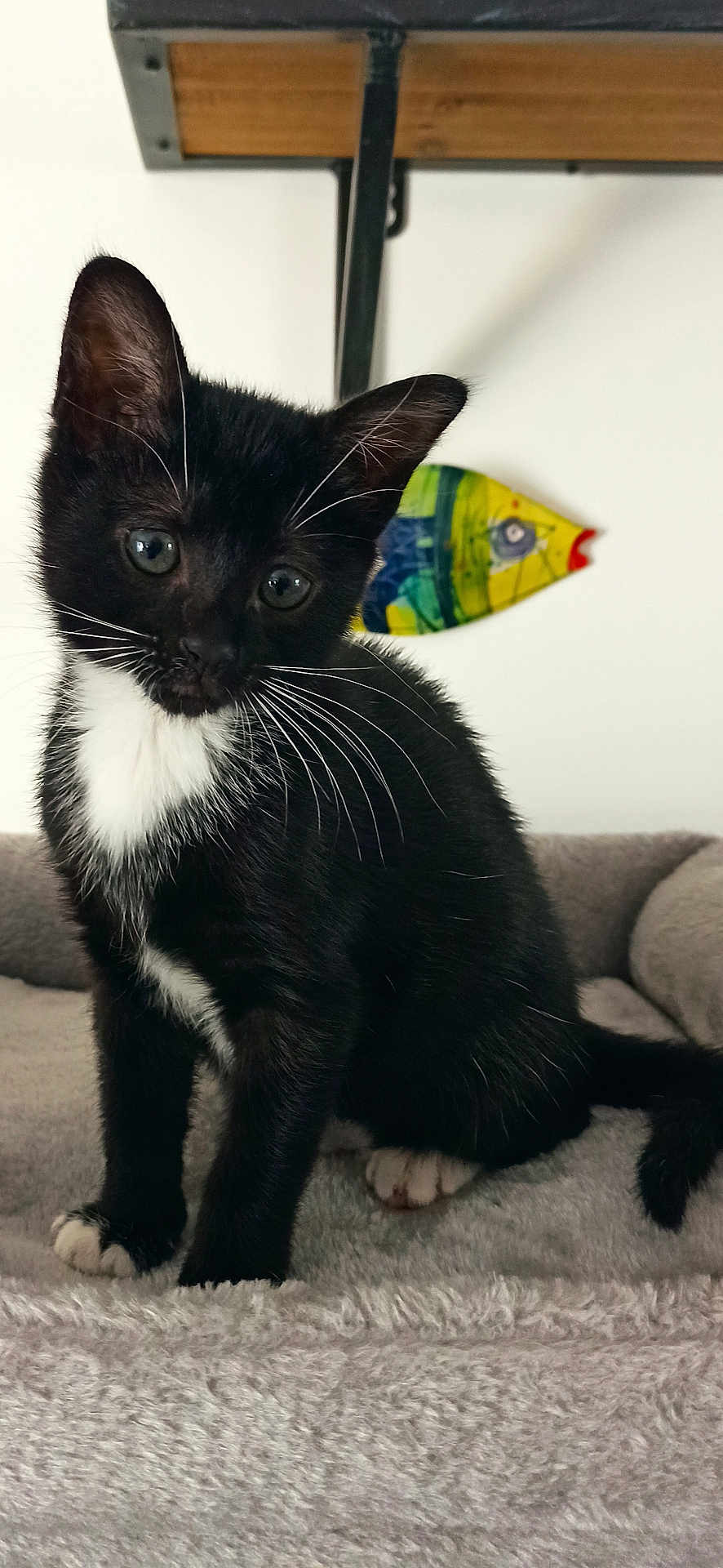Aya a rejoint le concours — aidez-le/la à gagner de superbes lots ! kitten, black_and_white, cat, whiskers, pet, animal, indoor, blanket, fur, cute, small, young, playful, soft, resting, domestic, feline, curious, ears, tail