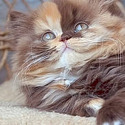 Sugar joined the competition — help win amazing prizes! kitten, cat, fluffy, fur, whiskers, close_up, cute, pet, animal, soft, relaxed, indoors, blanket, cozy, brown, cream, wicker, resting, portrait, young