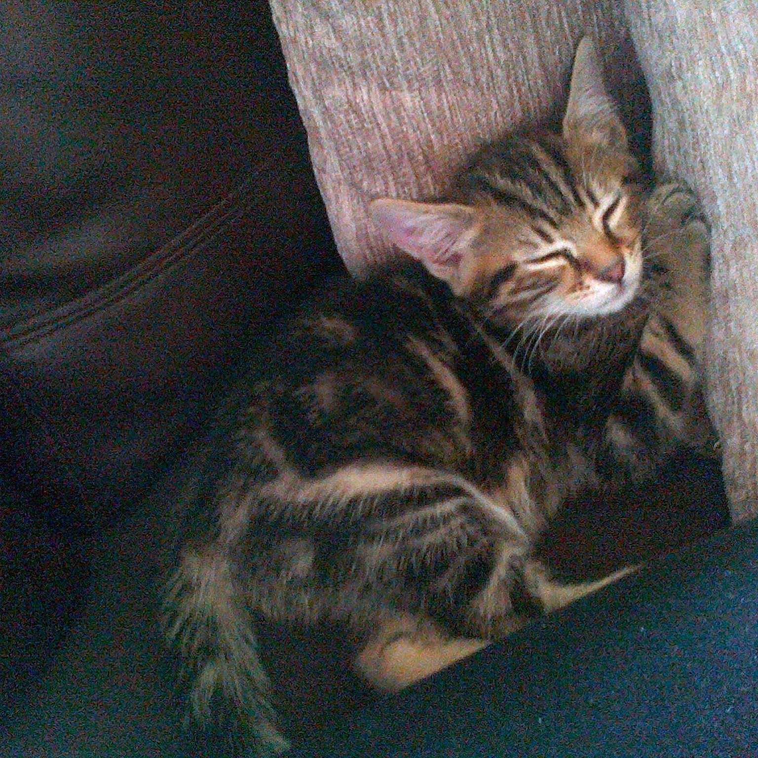 Gibbs is registered to the contest to win money with this photo: