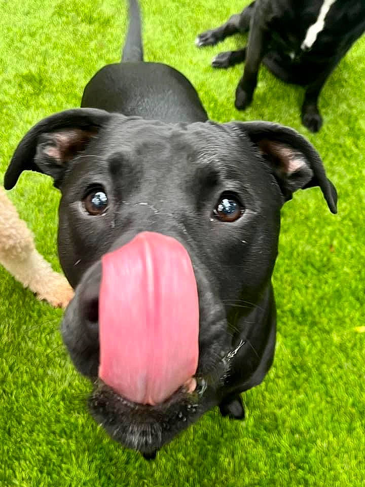 Scout joined the competition — help win amazing prizes! carnivore, collar, companion_dog, dog, dog_breed, dog_collar, ear, fashion_accessory, grass, guard_dog, mammal, non_sporting_group, puppy, snout, sporting_group, terrestrial_animal, toy, whiskers, working_animal, working_dog