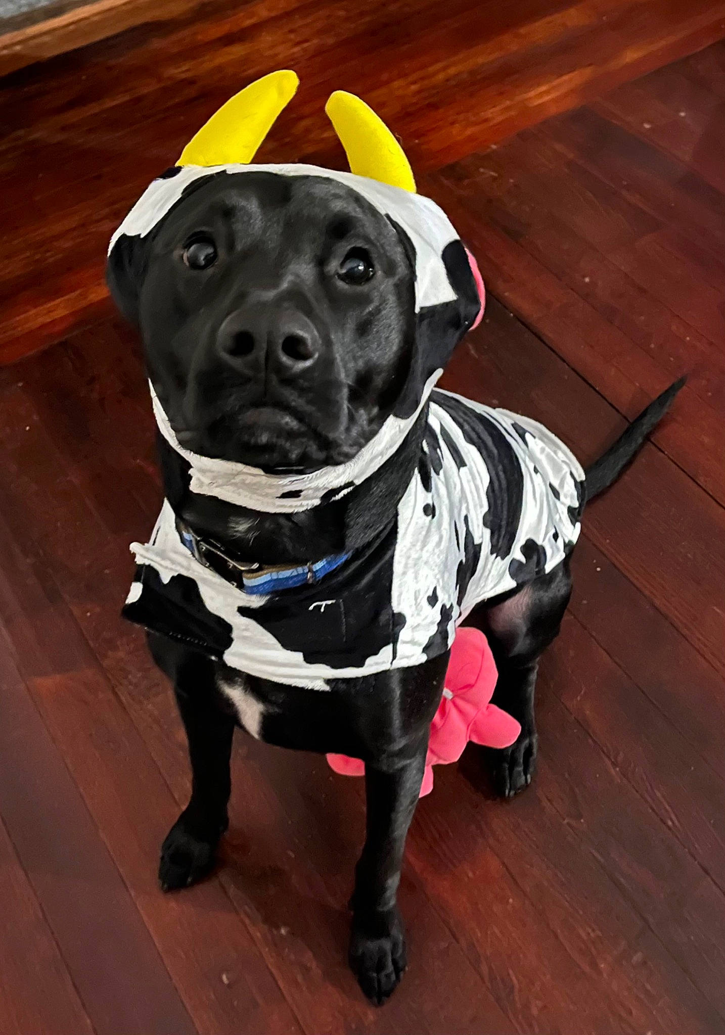 Scout joined the competition — help win amazing prizes! canidae, carnivore, collar, companion_dog, dog, dog_breed, dog_clothes, dog_collar, dog_supply, fashion_accessory, fawn, flooring, leash, personal_protective_equipment, pet_supply, snout, sporting_group, whiskers, wood, working_animal