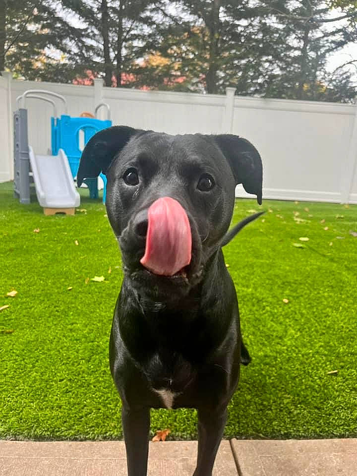 Scout joined the competition — help win amazing prizes! canidae, carnivore, collar, companion_dog, dog, dog_breed, dog_collar, fawn, grass, guard_dog, personal_protective_equipment, plant, sculpture, snout, sporting_group, tail, tree, whiskers, working_animal, working_dog