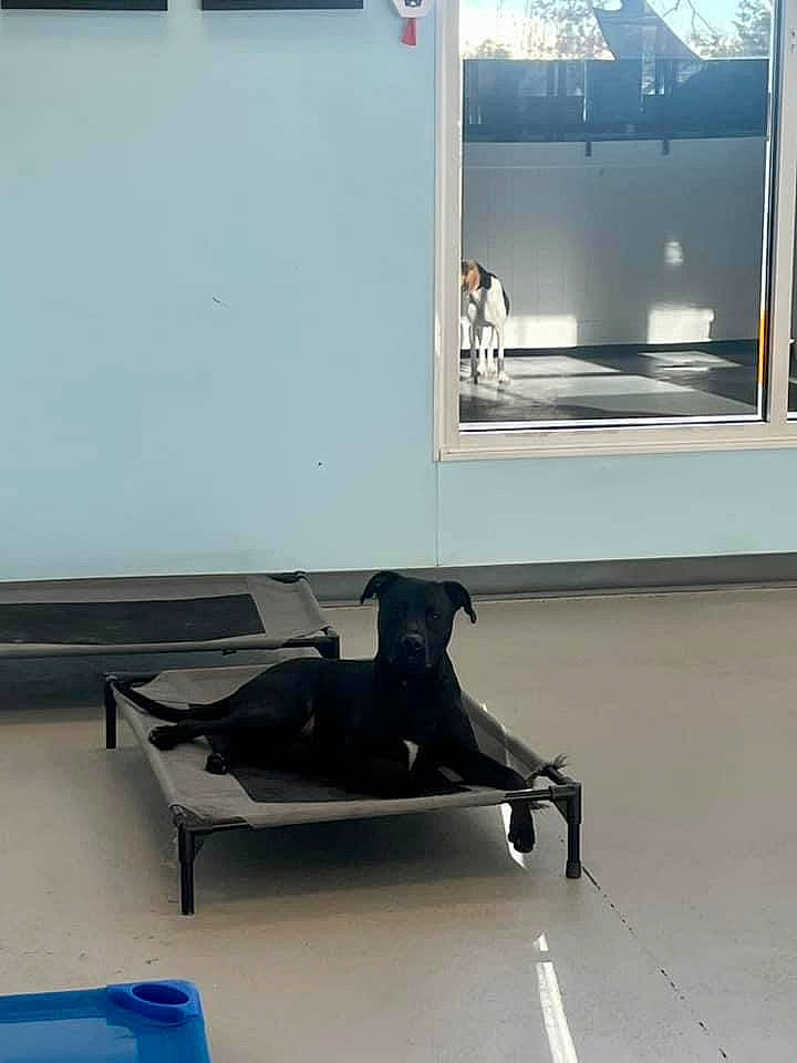 Scout joined the competition — help win amazing prizes! automotive_design, automotive_exterior, bumper, ceiling, daylighting, floor, flooring, glass, hardwood, leisure, metal, office_chair, physical_fitness, room, shade, sitting, tile, window, windshield, wood