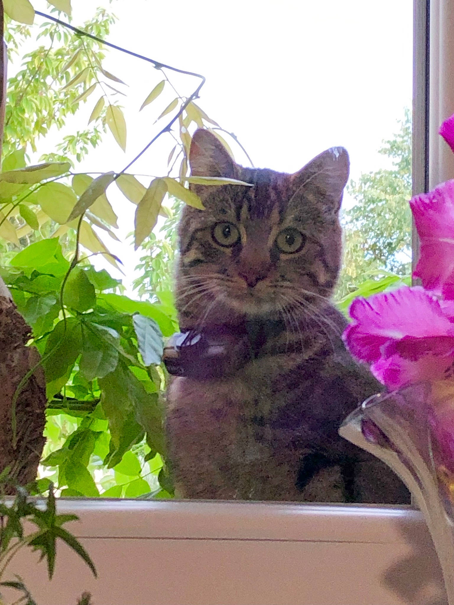 Zizou a rejoint le concours — aidez-le/la à gagner de superbes lots ! carnivore, cat, domestic_short_haired_cat, fawn, felidae, flower, fur, grass, houseplant, magenta, pattern, plant, small_to_medium_sized_cats, tail, tree, twig, whiskers, window