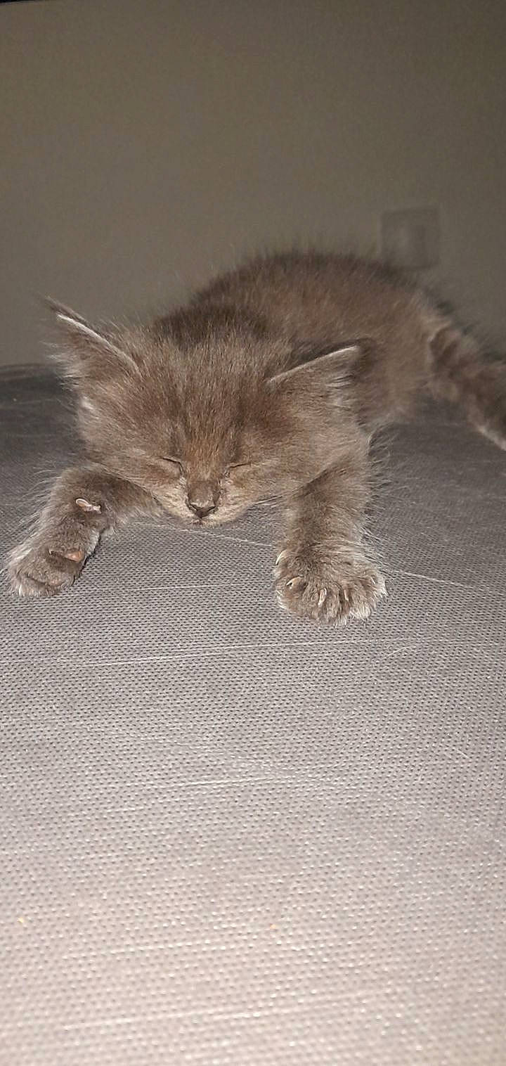 Panda a rejoint le concours — aidez-le/la à gagner de superbes lots ! canidae, carnivore, cat, claw, fawn, felidae, flooring, fur, grey, hardwood, paw, rodent, small_to_medium_sized_cats, snout, tail, terrestrial_animal, whiskers, wildlife, wood, wood_flooring