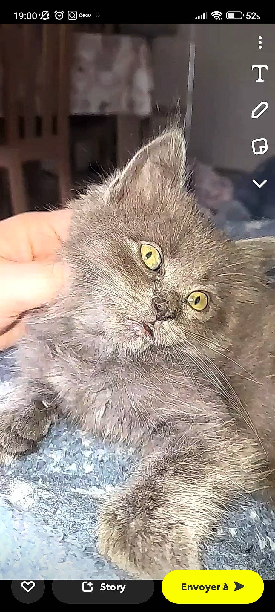 Panda a rejoint le concours — aidez-le/la à gagner de superbes lots ! carnivore, cat, claw, domestic_short_haired_cat, felidae, fur, grey, small_to_medium_sized_cats, snout, tail, terrestrial_animal, whiskers