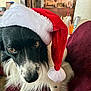dog, black_and_white, santa_hat, pet, close_up, indoor, furniture, maroon, fur, animal, christmas, holiday, canine, portrait, looking_at_camera, decor, house, domestic, cute, festive