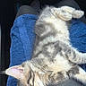 Sir Dragon is registered to the contest to win money with this photo: kitten, cat, sleeping, lap, blue_towel, gray_fur, striped, pet, animal, cozy, resting, indoor, cute, feline, soft, relaxed, person, clothing, fluffy, closeup