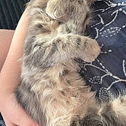 Sir Dragon is registered to the contest to win money with this photo: kitten, cat, pet, fur, sleeping, paw, hand, human, holding, cozy, patterned_clothing, soft, cute, animal, feline, resting, domestic_animal, young, fluffy, comfort