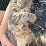 kitten, cat, pet, fur, sleeping, paw, hand, human, holding, cozy, patterned_clothing, soft, cute, animal, feline, resting, domestic_animal, young, fluffy, comfort