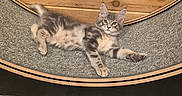 Sir Dragon joined the competition — help win amazing prizes! kitten, cat, gray_cat, tabby, pet, indoor, carpet, wooden_wall, floor, animal, feline, cute, relaxed, young_cat, fur, whiskers, ears, paw, laying, curious