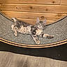 kitten, cat, gray_cat, tabby, pet, indoor, carpet, wooden_wall, floor, animal, feline, cute, relaxed, young_cat, fur, whiskers, ears, paw, laying, curious
