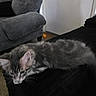 Sir Dragon joined the competition — help win amazing prizes! kitten, cat, gray_cat, tabby, furniture, couch, armchair, indoor, pet, curious, animal, furry, black_couch, gray_furniture, home, cozy, carpet, wall, domestic_cat, young_cat