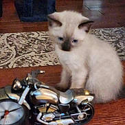 Precious joined the competition — help win amazing prizes! animal, blurred, cat, cute, decor, domestic, flooring, furniture, furry, home, indoor, kitten, pet, playful, rug, sitting, small, toy_motorcycle, wooden_floor, young