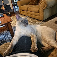 Booger is registered to the contest to win money with this photo: cat, coffee_table, couch, cozy, decor, furniture, home, indoor, lap, living_room, model_motorcycle, paws, person, pet, relaxed, rug, siamese_cat, sleepy, stretching, wooden_furniture