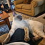 cat, coffee_table, couch, cozy, decor, furniture, home, indoor, lap, living_room, model_motorcycle, paws, person, pet, relaxed, rug, siamese_cat, sleepy, stretching, wooden_furniture