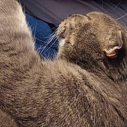 Admiral joined the competition — help win amazing prizes! animal, blanket, blue_blanket, cat, closeup, cozy, cute, ear, fur_texture, gray_fur, indoor, mammal, paw, pet, relaxed, resting, sleep, sleeping, whiskers, white_sheet