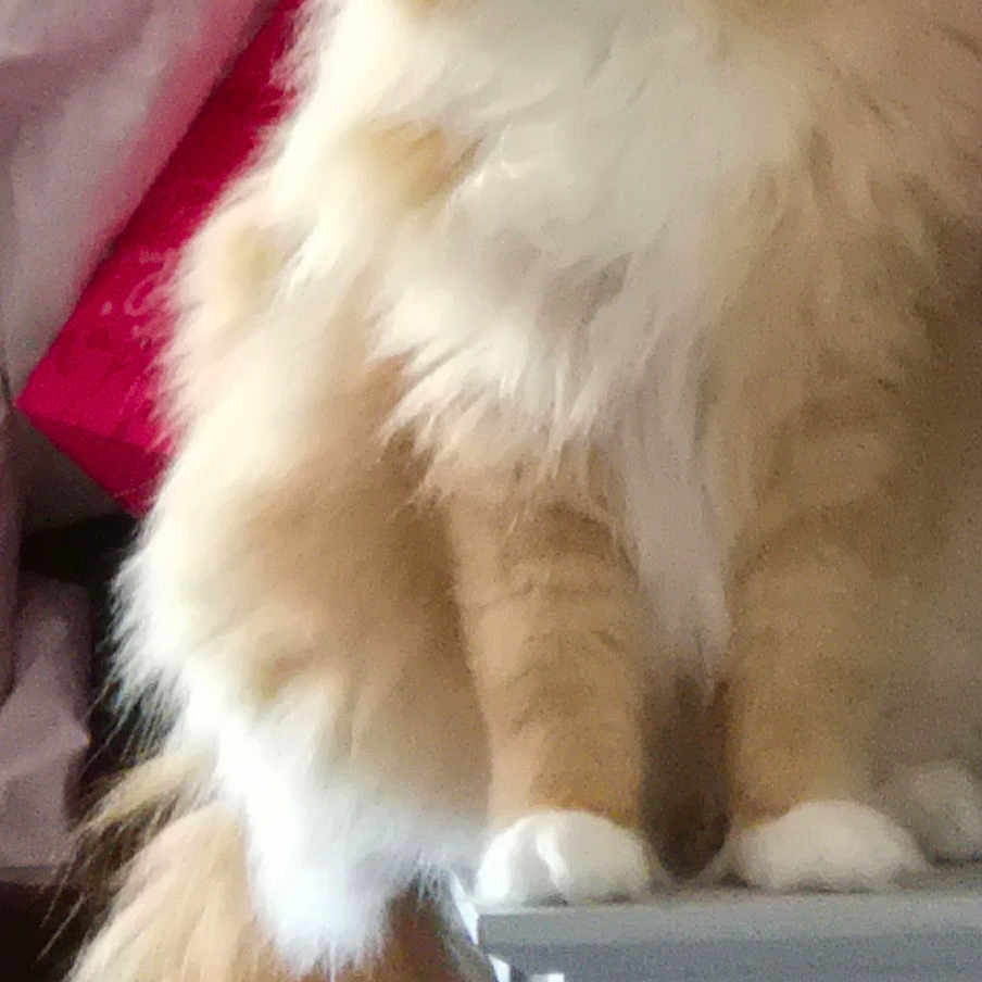 Jasper is registered to the contest to win money with this photo: animal, cat, cute, domestic, ears, eyes, feline, fluffy, furniture, household, indoor, long_hair, orange, paws, pet, portrait, sitting, tail, whiskers, white