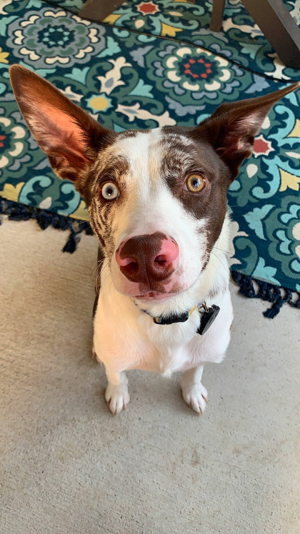 Waylon joined the competition — help win amazing prizes! art, canidae, carnivore, collar, companion_dog, dog, dog_breed, dog_collar, fawn, road_surface, snout, sporting_group, street_dog, whiskers, working_animal