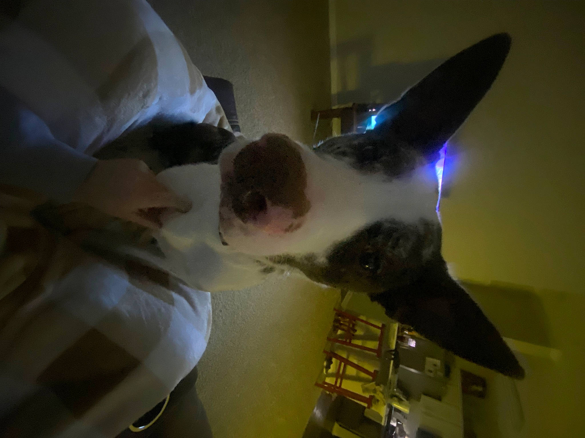 Waylon joined the competition — help win amazing prizes! canidae, carnivore, companion_dog, dog, dog_breed, ear, eyewear, fawn, felidae, fun, fur, gesture, jaw, non_sporting_group, party_hat, small_to_medium_sized_cats, snout, sporting_group, whiskers