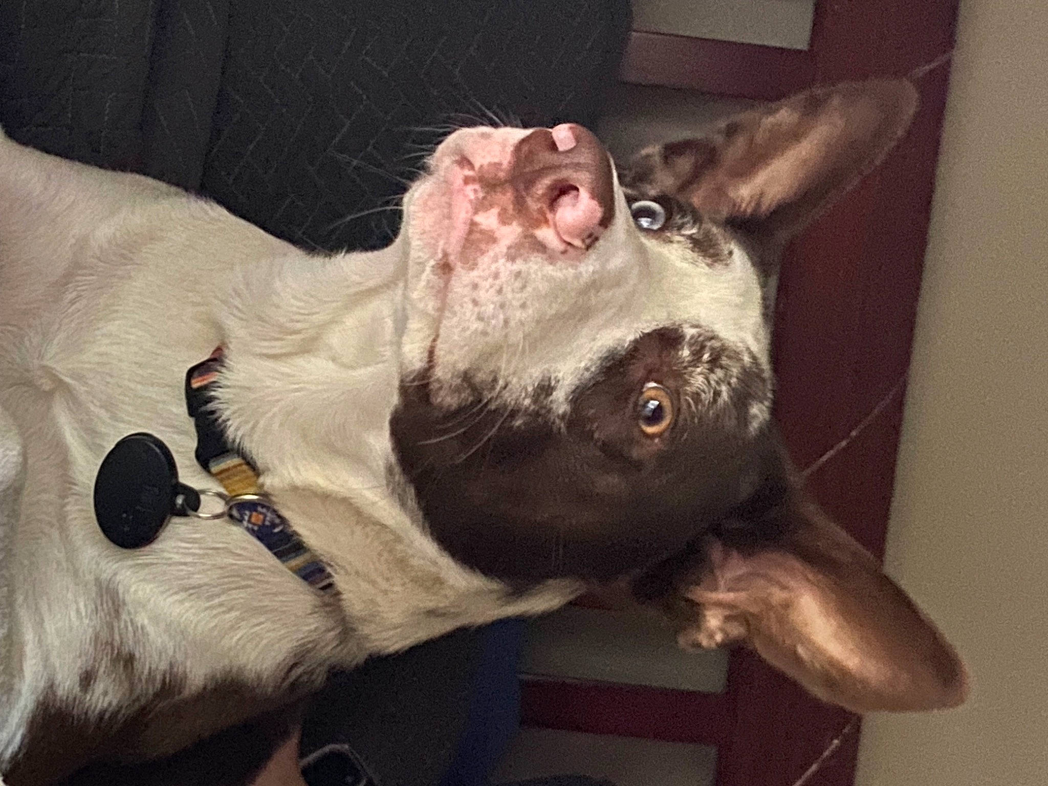 Waylon is registered to the contest to win money with this photo: carnivore, collar, companion_dog, dog, dog_breed, dog_collar, ear, fawn, flesh, fur, guard_dog, metal, paw, personal_protective_equipment, snout, stuffed_toy, toy, whiskers, working_animal, wrinkle