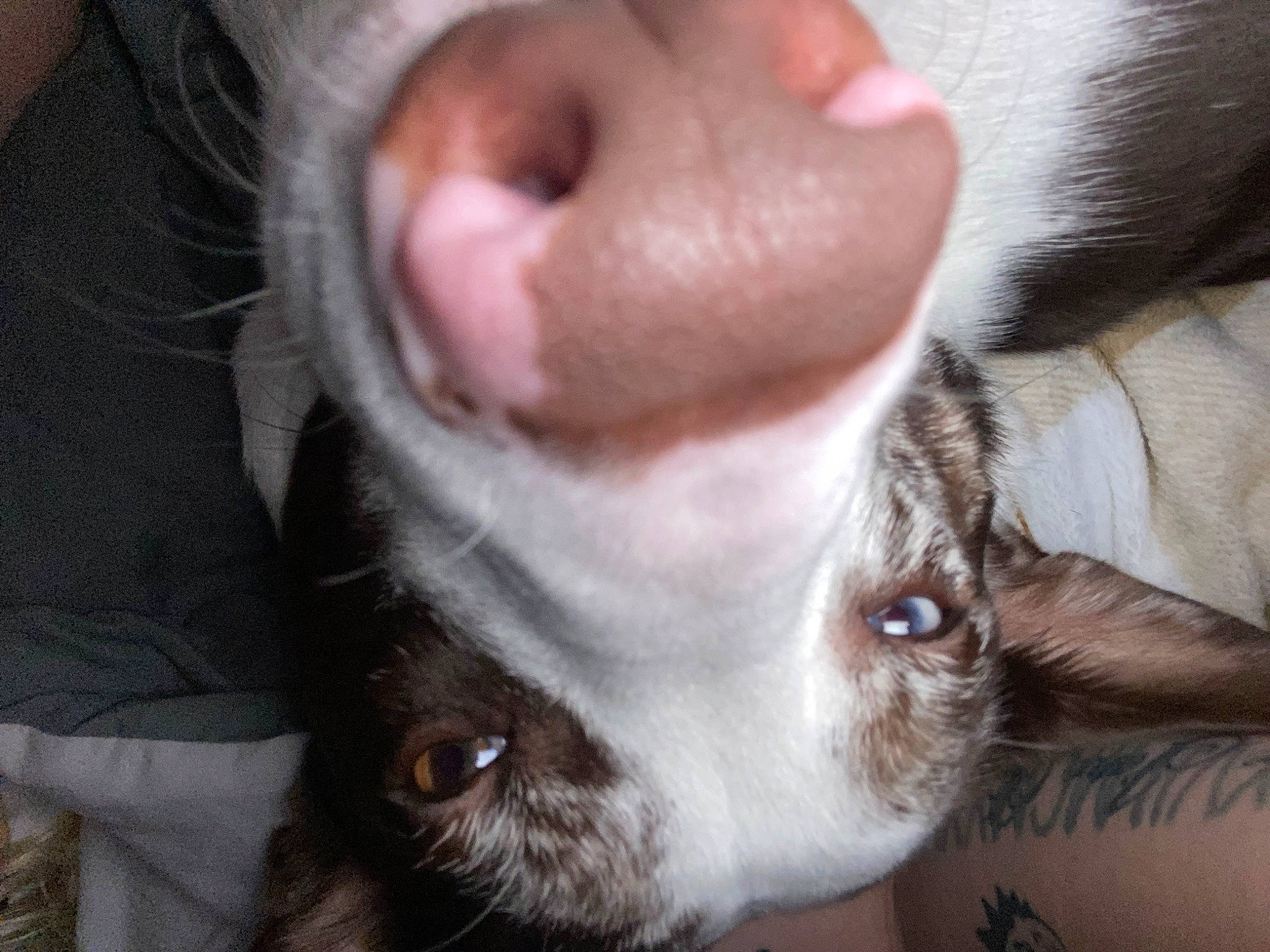 Waylon is registered to the contest to win money with this photo: beard, canidae, carnivore, close_up, companion_dog, dog, dog_breed, ear, eyelash, fawn, fur, jaw, liver, nose, organ, snout, sporting_group, tongue, whiskers, working_animal