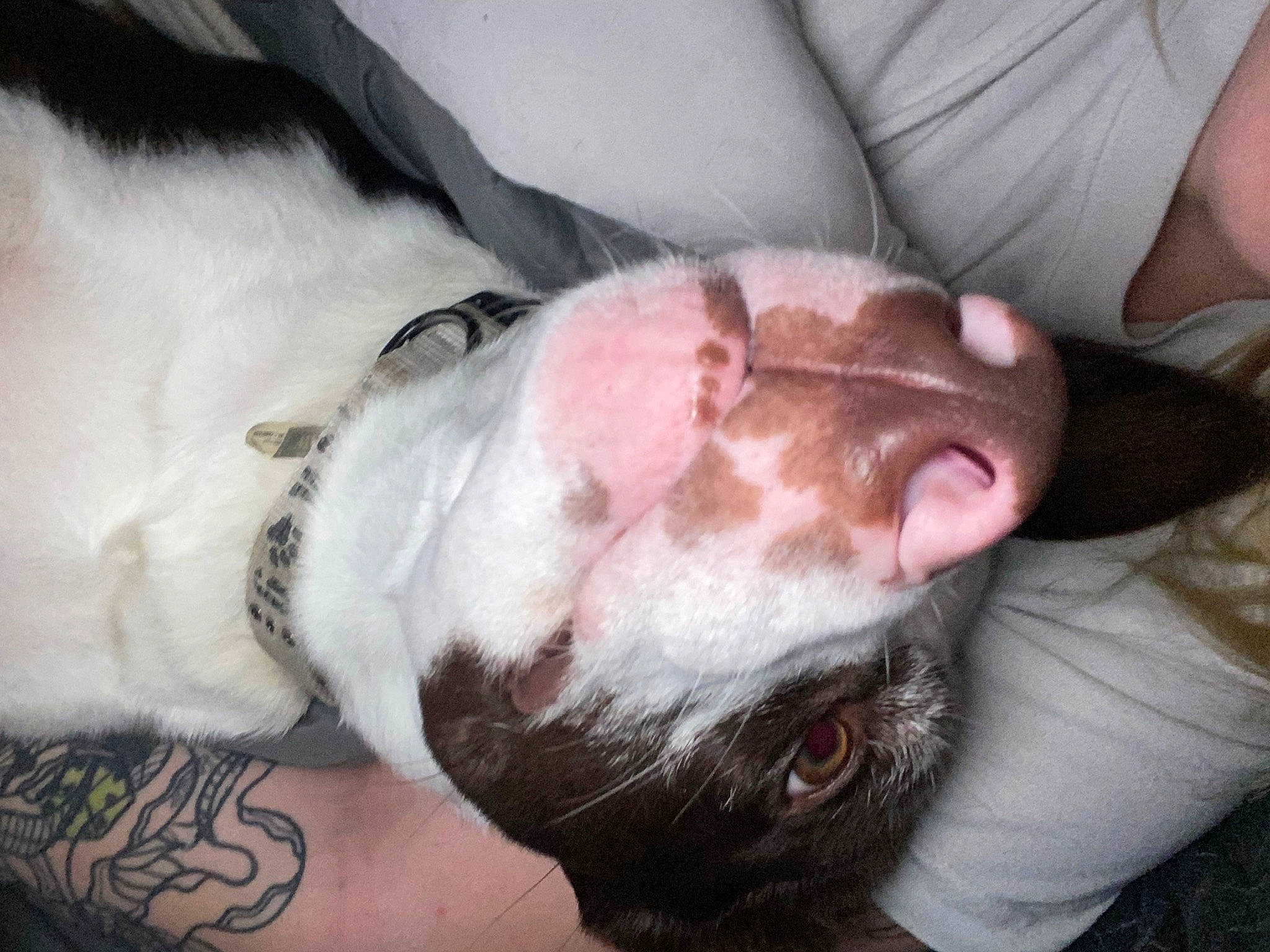 Waylon joined the competition — help win amazing prizes! canidae, carnivore, collar, comfort, companion_dog, dog, dog_breed, ear, fawn, flesh, fur, jaw, liver, mammal, non_sporting_group, snout, sporting_group, vertebrate, whiskers, working_animal