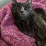Rigby is registered to the contest to win money with this photo: cat, gray_cat, sleeping, relaxed, furry, pet, indoor, blanket, pink_blanket, cozy, cute, animal, whiskers, ear, fur, nap, resting, closeup, domestic_cat, soft_texture