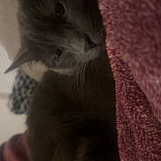 Rigby joined the competition — help win amazing prizes! cat, grey_cat, feline, pet, animal, sleepy, cozy, blanket, soft_texture, indoor, closeup, resting, fur, whiskers, cute, relaxed, domestic_cat, mammal, comfort, warm