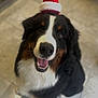 dog, bernese_mountain_dog, santa_hat, pet, smiling, indoor, tile_floor, black_fur, white_fur, brown_fur, cute, holiday, festive, animal, canine, looking_up, portrait, happy, christmas, headwear