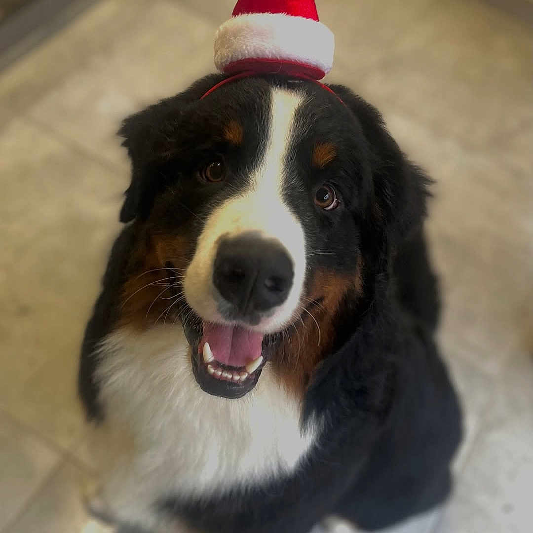 Groot a rejoint le concours — aidez-le/la à gagner de superbes lots ! animal, bernese_mountain_dog, black_fur, brown_fur, canine, christmas, cute, dog, festive, happy, headwear, holiday, indoor, looking_up, pet, portrait, santa_hat, smiling, tile_floor, white_fur