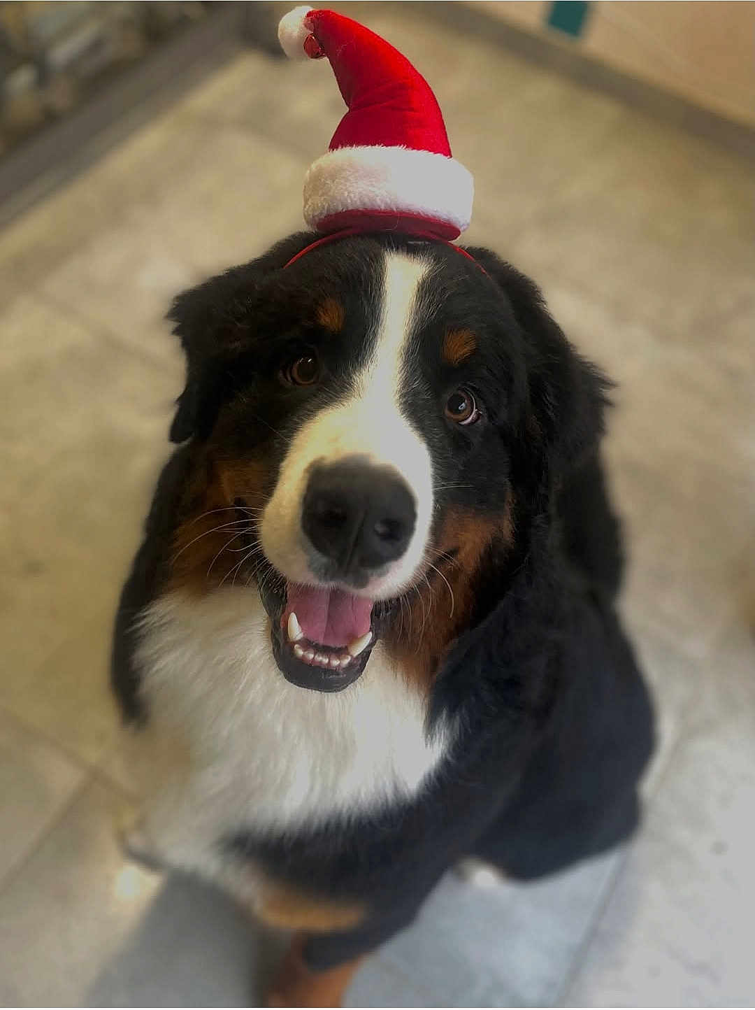 Groot a rejoint le concours — aidez-le/la à gagner de superbes lots ! dog, bernese_mountain_dog, santa_hat, pet, smiling, indoor, tile_floor, black_fur, white_fur, brown_fur, cute, holiday, festive, animal, canine, looking_up, portrait, happy, christmas, headwear