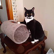 Chappy joined the competition — help win amazing prizes! cat, tuxedo_cat, indoor, table, plush_tunnel, wooden_table, curious, pet, animal, feline, black_and_white, paw, carpet, wall, power_outlet, decor, fur, whiskers, eyes, sitting