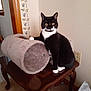 cat, tuxedo_cat, indoor, table, plush_tunnel, wooden_table, curious, pet, animal, feline, black_and_white, paw, carpet, wall, power_outlet, decor, fur, whiskers, eyes, sitting