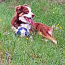 dog, puppy, brown_and_white, long_hair, floppy_ears, open_mouth, panting, tongue, lying_down, soccer_ball, ball, grass, meadow, wildflowers, outdoor, nature, playful, happy, pet, animal