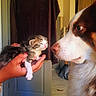 dog, puppy, kitten, cat, newborn, animal, pets, pet_interaction, curious, sniffing, fluffy, brown_and_white, tabby, white_paws, human_hands, indoor, home, close_up, cute, adorable