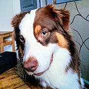 Joy participe au concours pour gagner de l'argent avec cette photo : dog, puppy, close_up, portrait, heterochromia, blue_eye, brown_eye, pink_nose, fluffy, long_hair, brown_and_white, mixed_breed, adorable, curious, looking_at_camera, indoor, wooden_floor, chair, home, pet