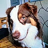 dog, puppy, close_up, portrait, heterochromia, blue_eye, brown_eye, pink_nose, fluffy, long_hair, brown_and_white, mixed_breed, adorable, curious, looking_at_camera, indoor, wooden_floor, chair, home, pet