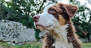 Joy participe au concours pour gagner de l'argent avec cette photo : dog, puppy, animal, pet, portrait, close_up, fluffy, brown_and_white, long_hair, blue_eye, outdoor, nature, greenery, stone_wall, grass, sitting, looking_away, canine, fur, photography