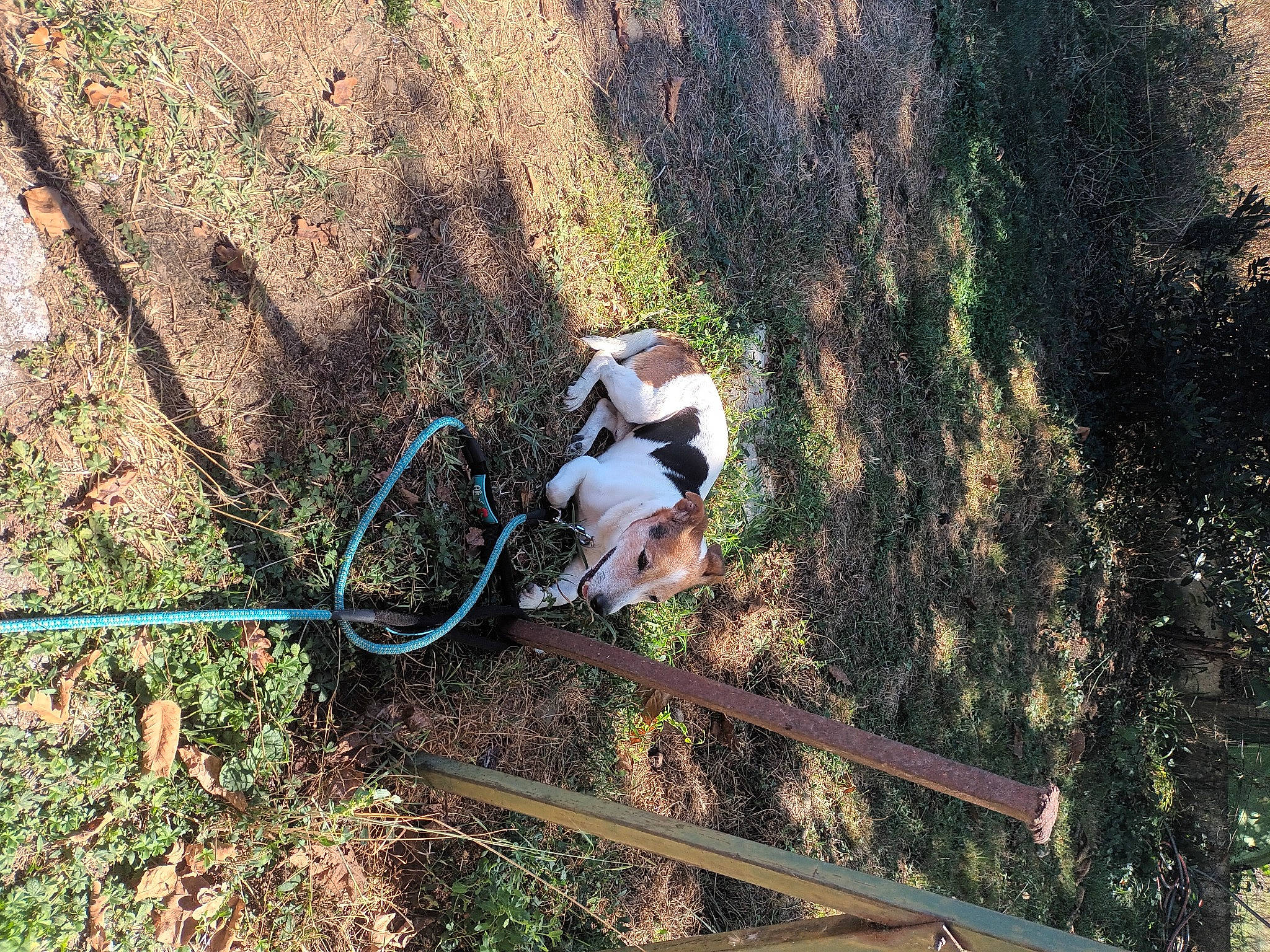 Diego Et Daika a rejoint le concours — aidez-le/la à gagner de superbes lots ! adventure, canidae, carnivore, dog, dog_breed, fawn, grass, grass_family, landscape, leash, organism, plant, recreation, shadow, soil, sporting_group, tail, tree, wildlife, wood