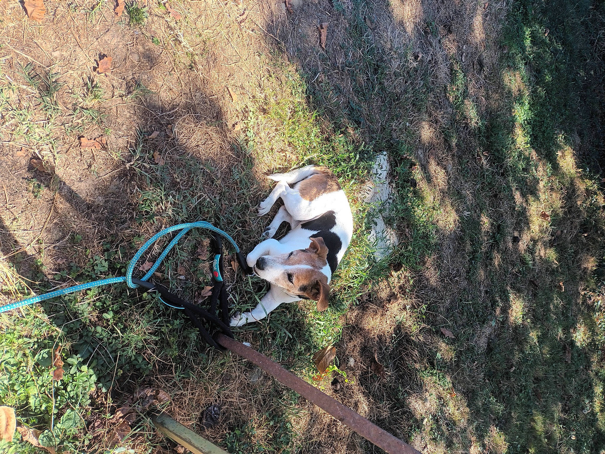 Diego Et Daika participe au concours pour gagner de l'argent avec cette photo : canidae, carnivore, companion_dog, dog, dog_breed, fawn, grass, grass_family, landscape, leash, plant, recreation, shadow, soil, sporting_group, tail, terrestrial_animal, tree, wood, working_animal