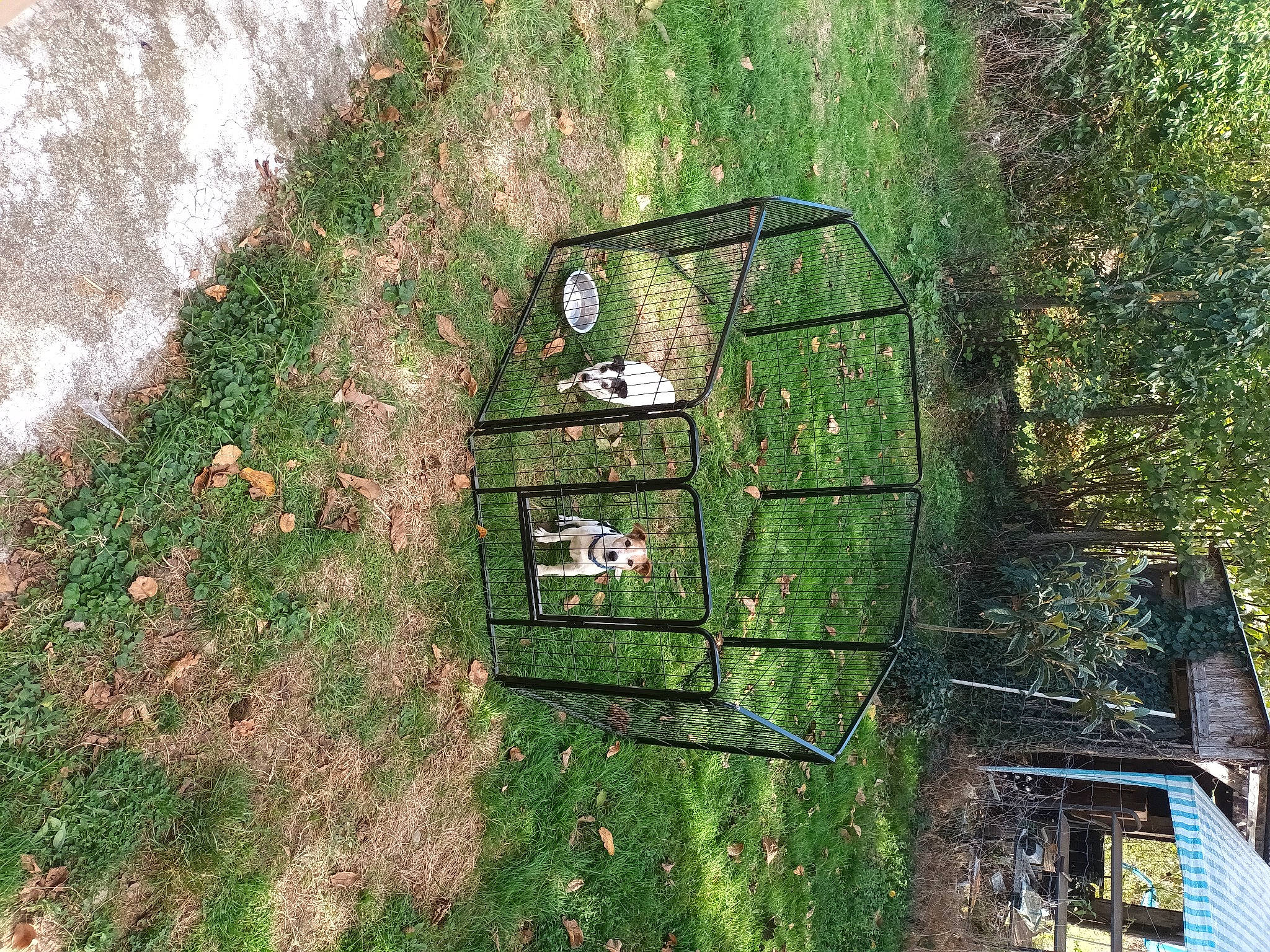 Diego Et Daika participe au concours pour gagner de l'argent avec cette photo : art, automotive_exterior, building, grass, groundcover, house, landscape, leaf, motor_vehicle, plant, rectangle, shrub, slope, soil, tire, tree, vegetation, vehicle, wheel, wood