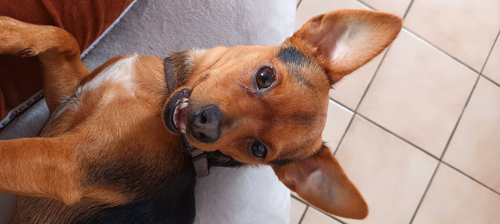 Upton participe au concours pour gagner de l'argent avec cette photo : brown, canidae, carnivore, collar, companion_dog, dog, dog_breed, ear, fawn, fur, liver, non_sporting_group, pet_supply, snout, sporting_group, terrestrial_animal, toy_dog, whiskers, wood, working_animal